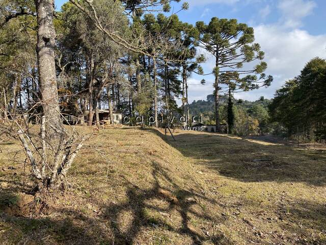 #1231 - Área para Venda em Campos do Jordão - SP - 1